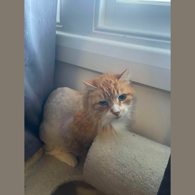 Photo of Chicken Wing