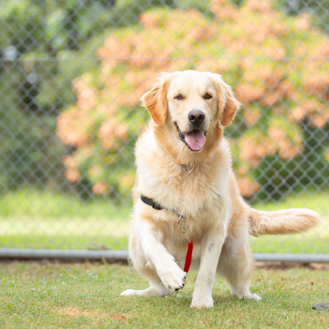 Photo of Ginger