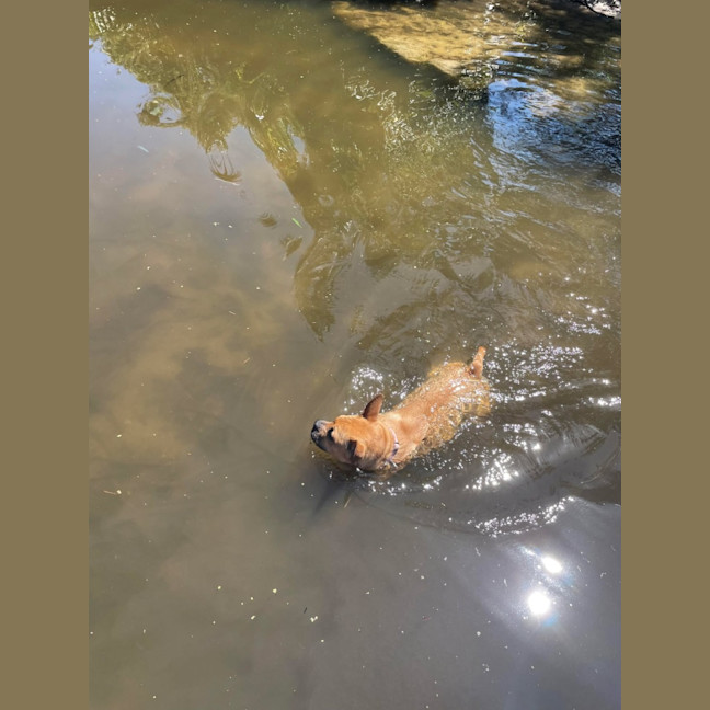 Photo of Pepperoni 
