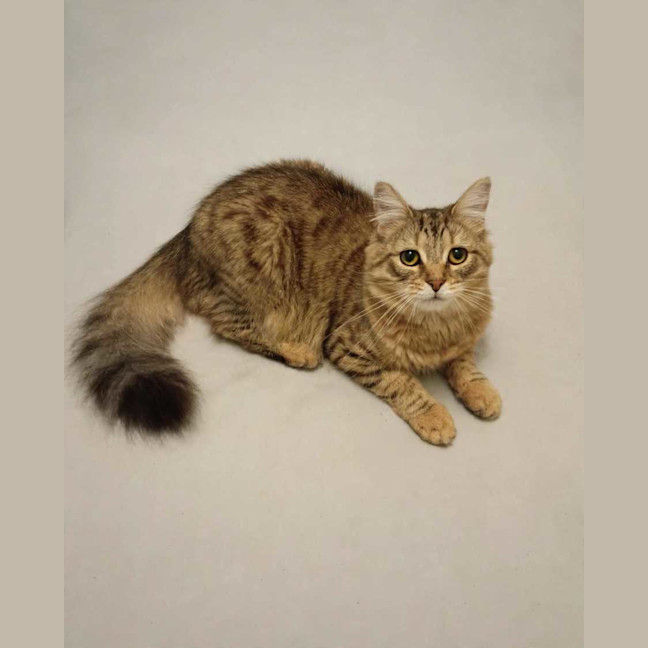 Photo of Cinnamon 