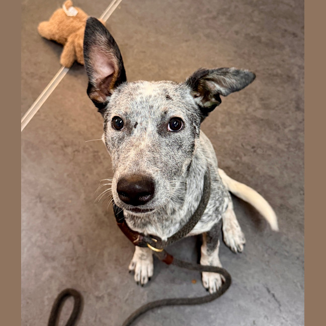 Photo of Bluey
