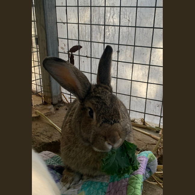 Photo of Thumper