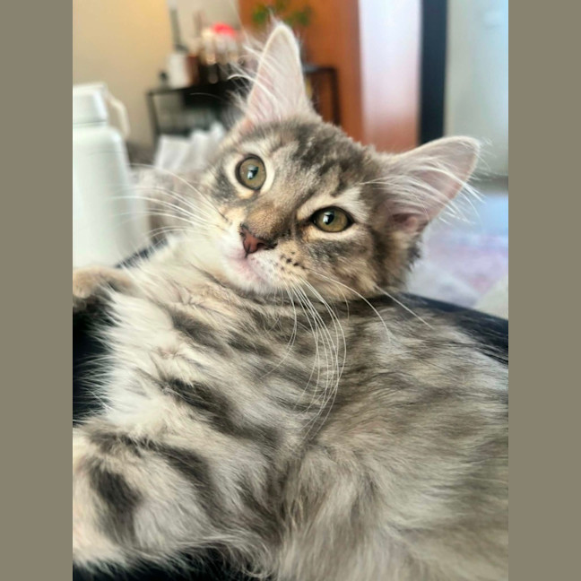 Photo of Petal   In Foster Care In Richmond