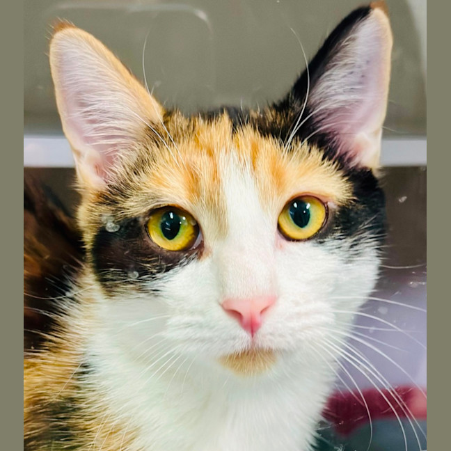 Photo of Elfie And Zorra 