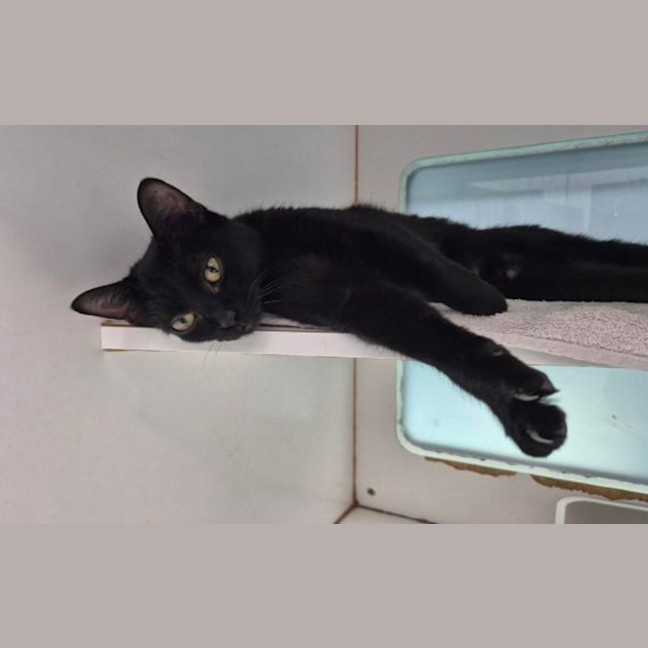 Photo of Cola