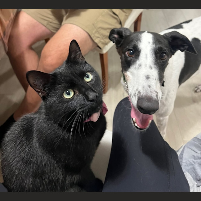 Photo of Panda, The Greyhound