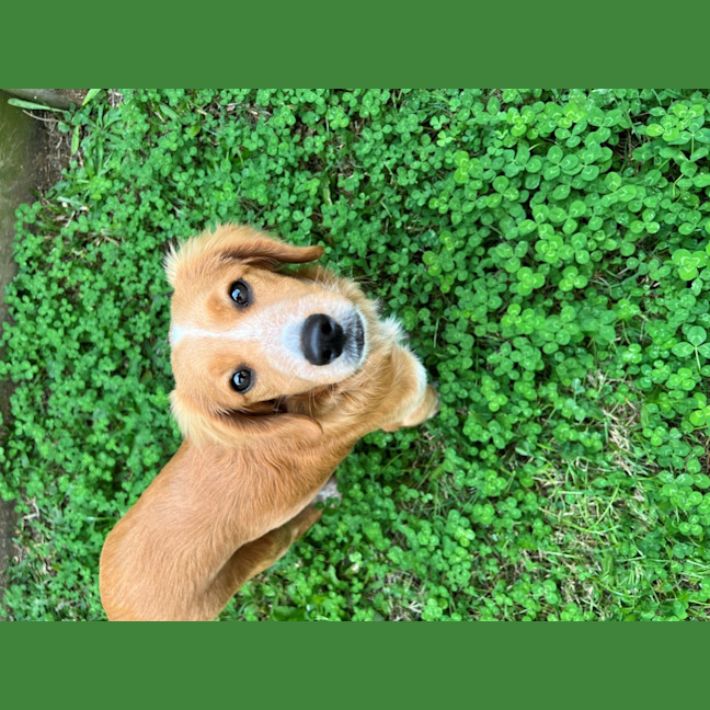 Photo of Albie