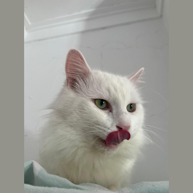 Photo of Winston
