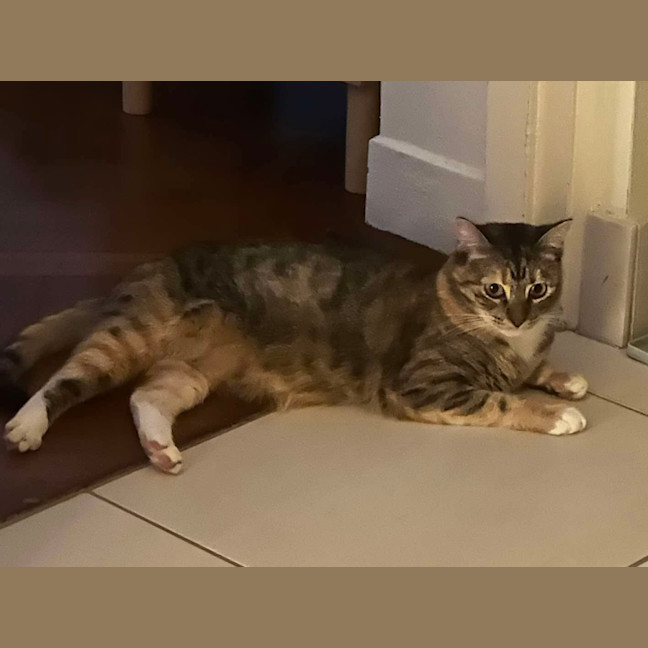 Photo of Tilly