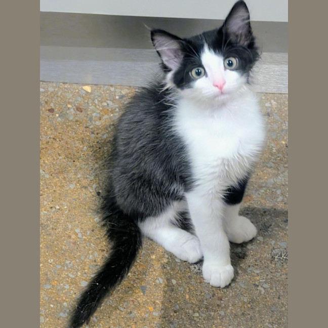 Photo of Bandit
