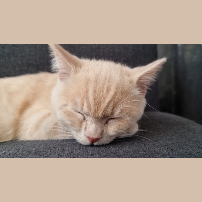 Photo of Clover