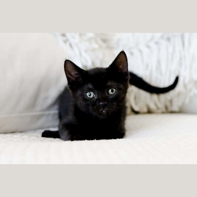 Photo of Coco