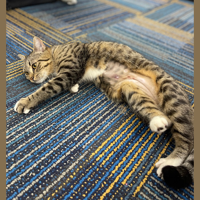 Photo of Willow