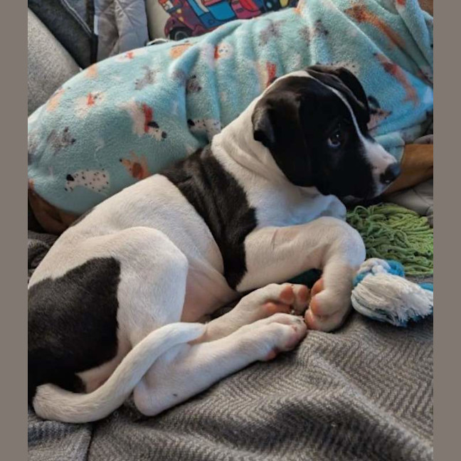 Photo of Penny