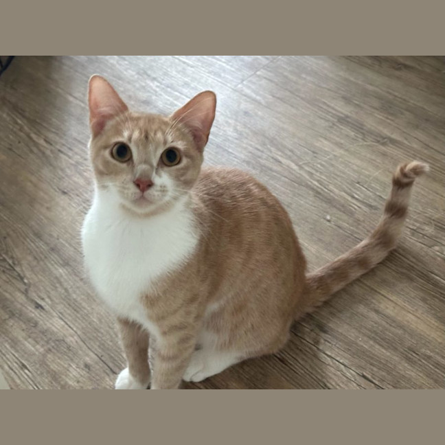 Photo of Daphne   Now At Pet Quarters Glendale