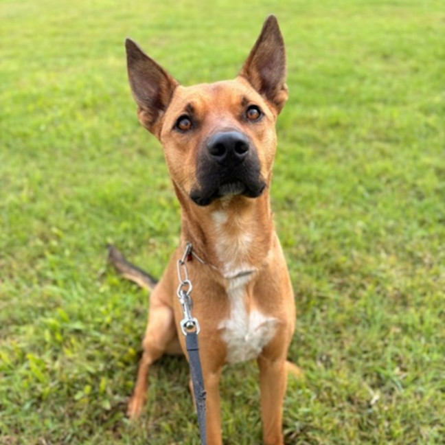 Photo of Ranger *$250 Adoption Fee*