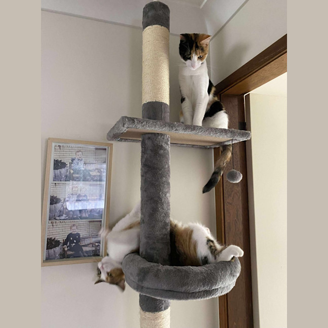 Photo of Holly & Angel