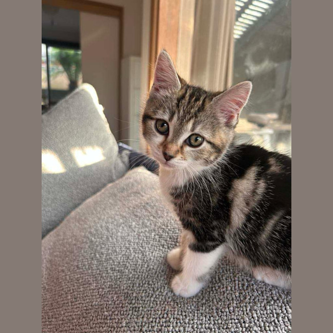 Photo of Olive