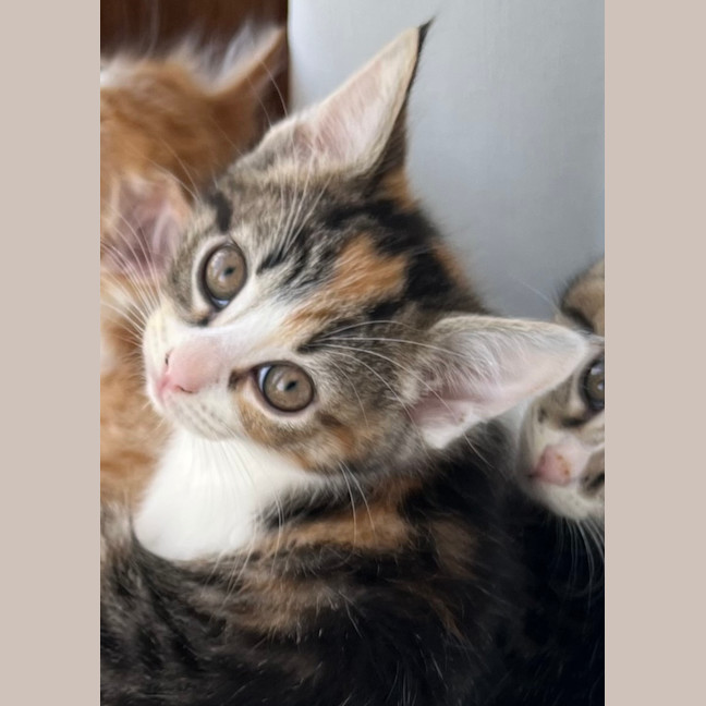 Photo of Kiki   Penelope