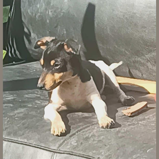 Photo of Hurkle Durkle