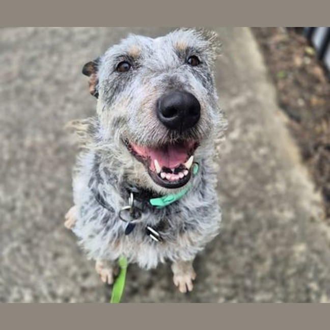 Photo of Scruffy