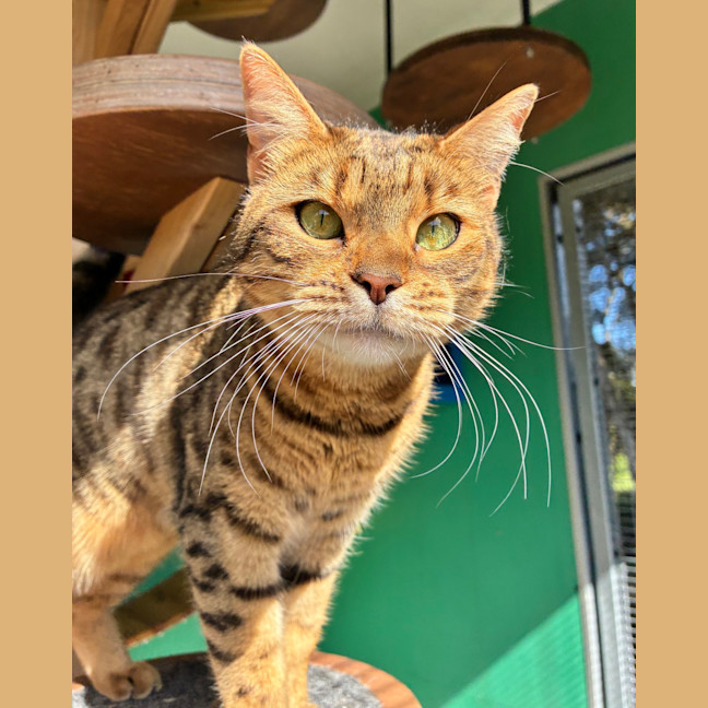 Photo of Widget