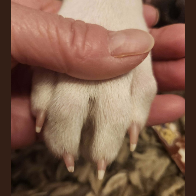 Photo of Gunner