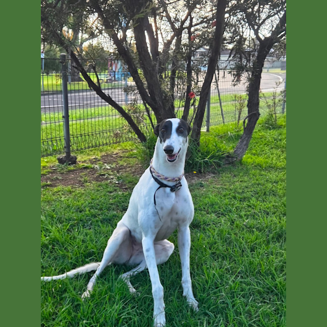 Photo of Bessie, The Greyhound