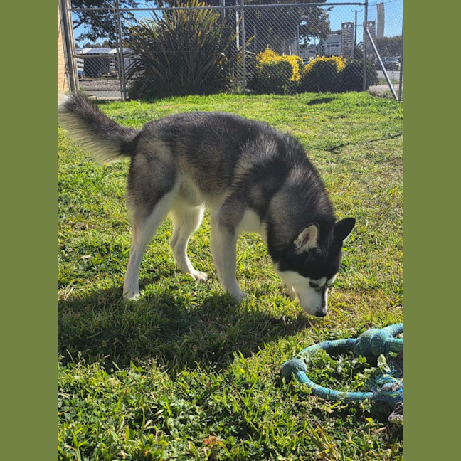 Photo of Bolt