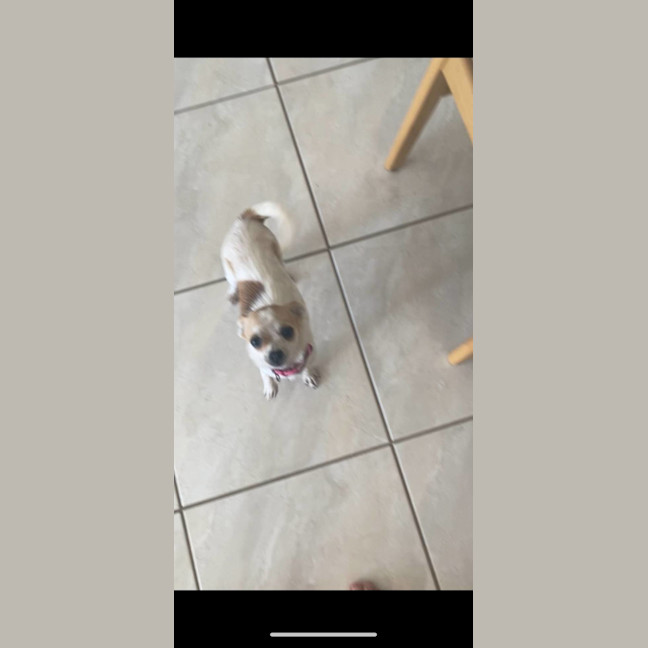 Photo of Opal And Smudge