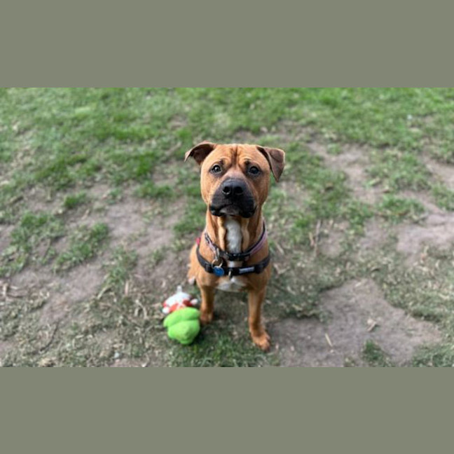 Photo of Chops
