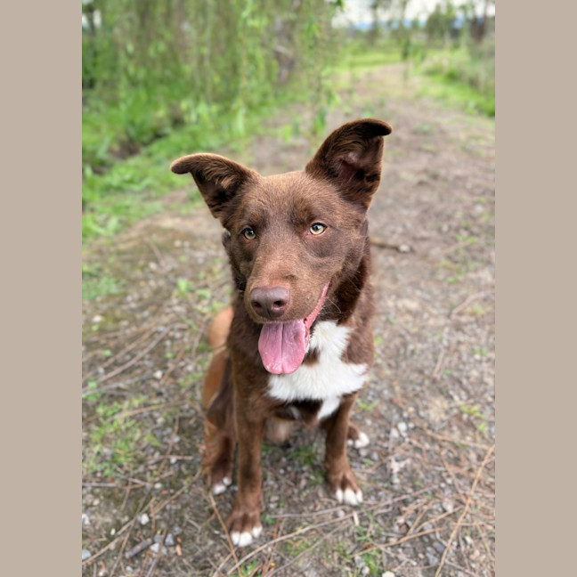 Photo of Dash