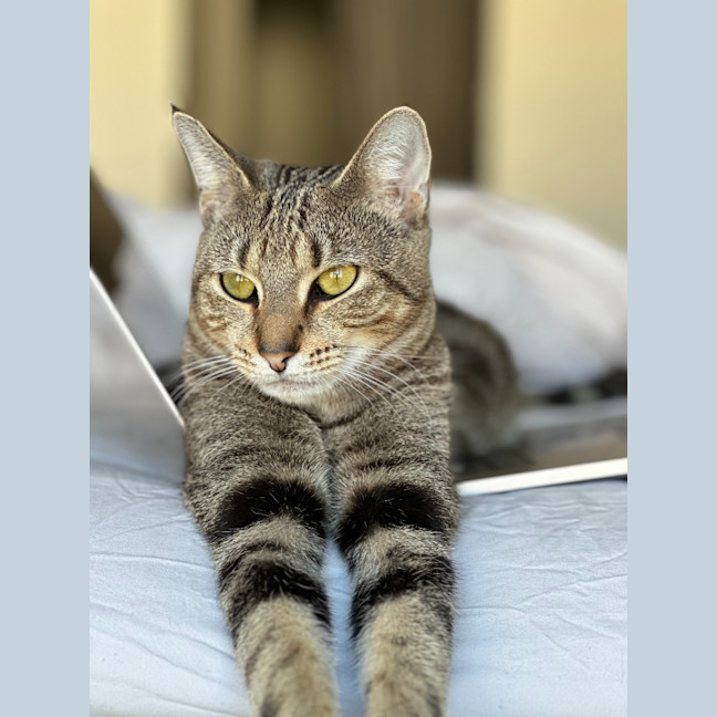Photo of Cinnamon