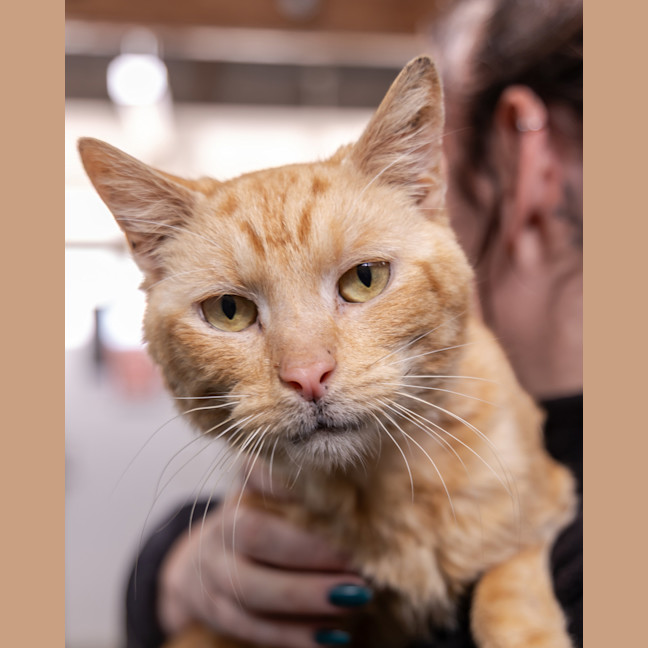 Photo of Timber