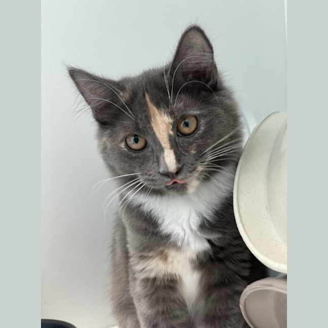 Photo of Annie