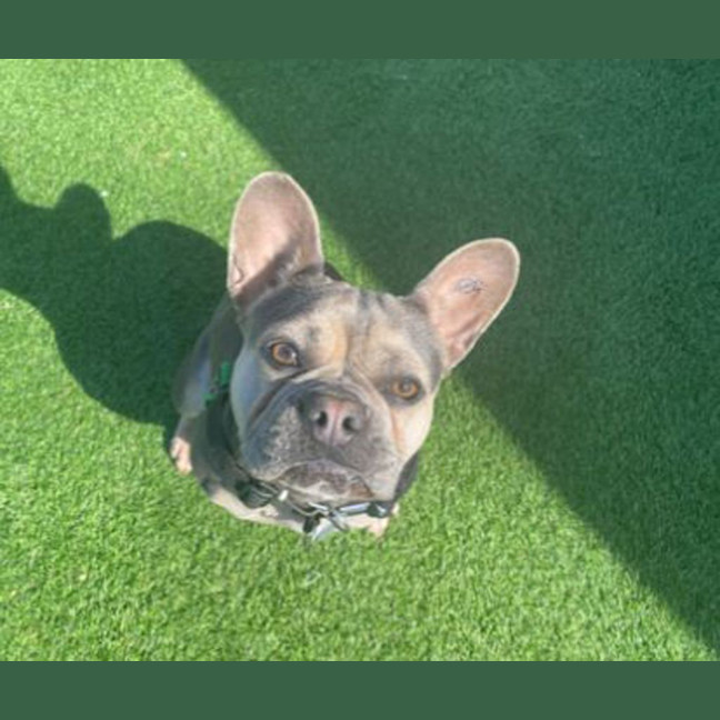 Photo of Coco