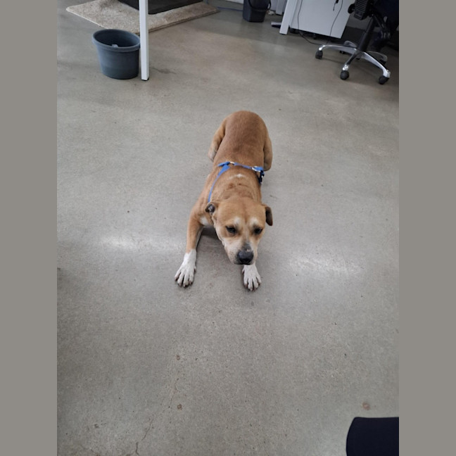 Photo of Sarge