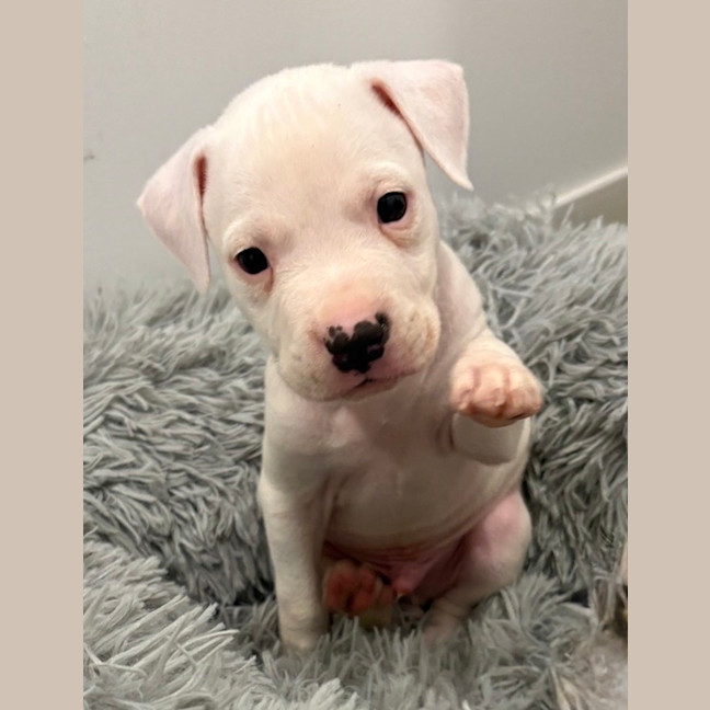 Photo of Toast