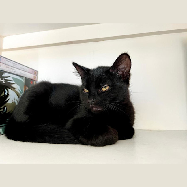 Photo of Mystic
