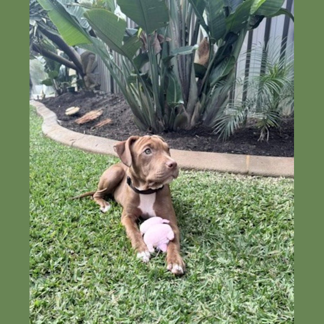 Photo of Lulu   5 Month Old Staffy X
