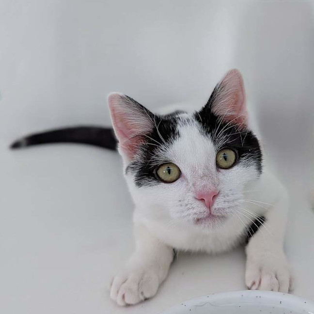 Photo of Jester