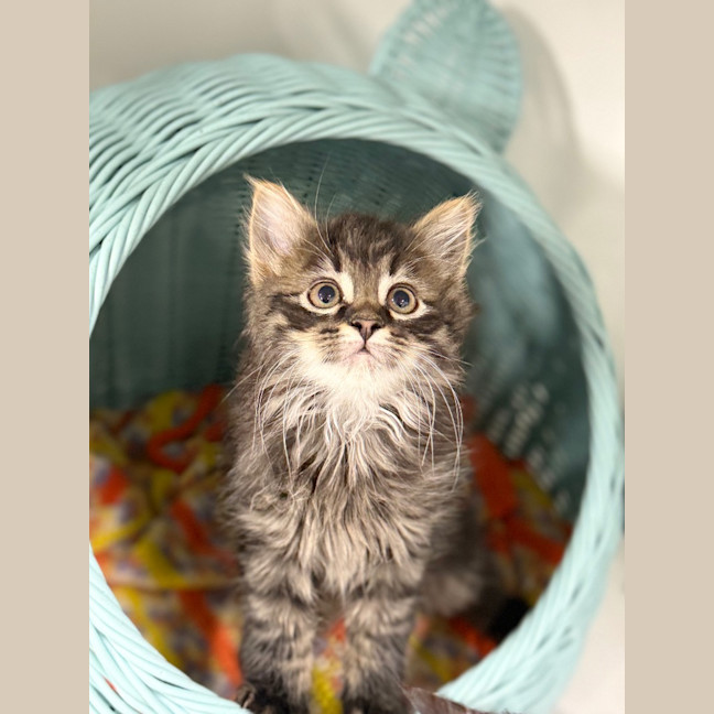 Photo of Raspberry