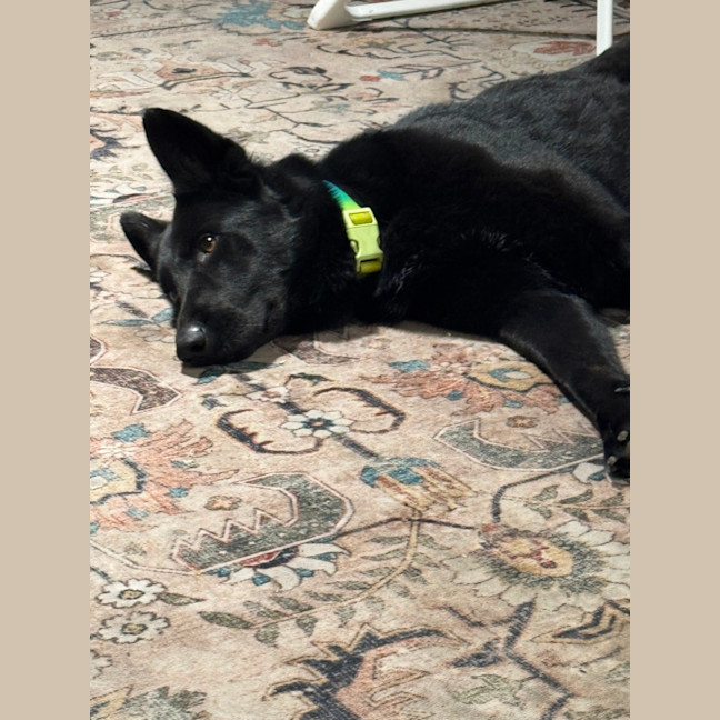 Photo of Luna