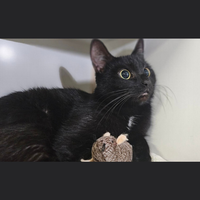 Photo of Midnight
