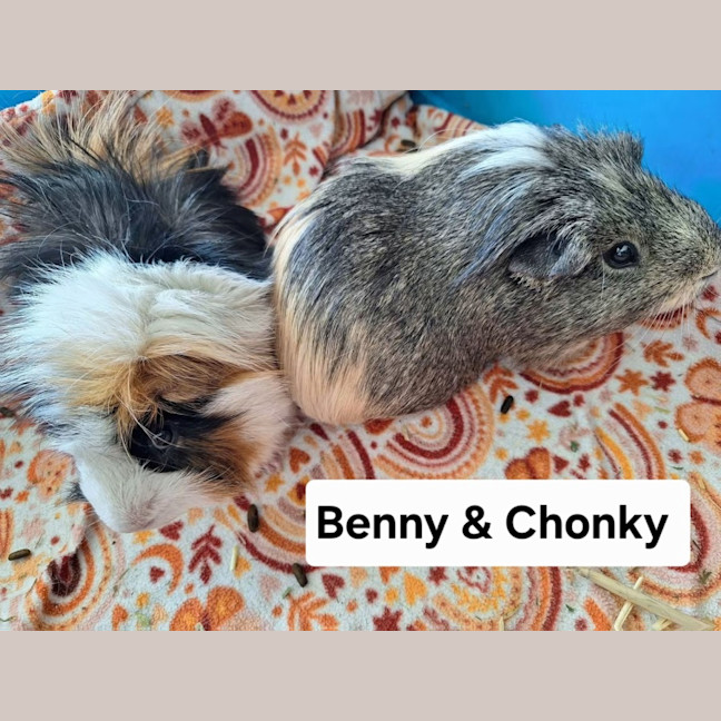 Photo of Benny & Chonky