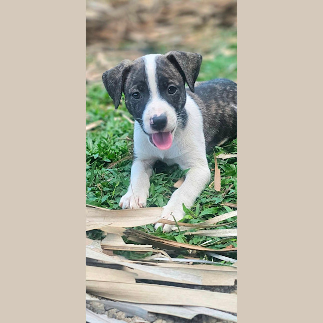 Photo of Sizzle