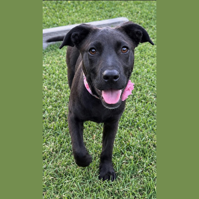 Photo of Hope   5 Month Old Mixed Breed