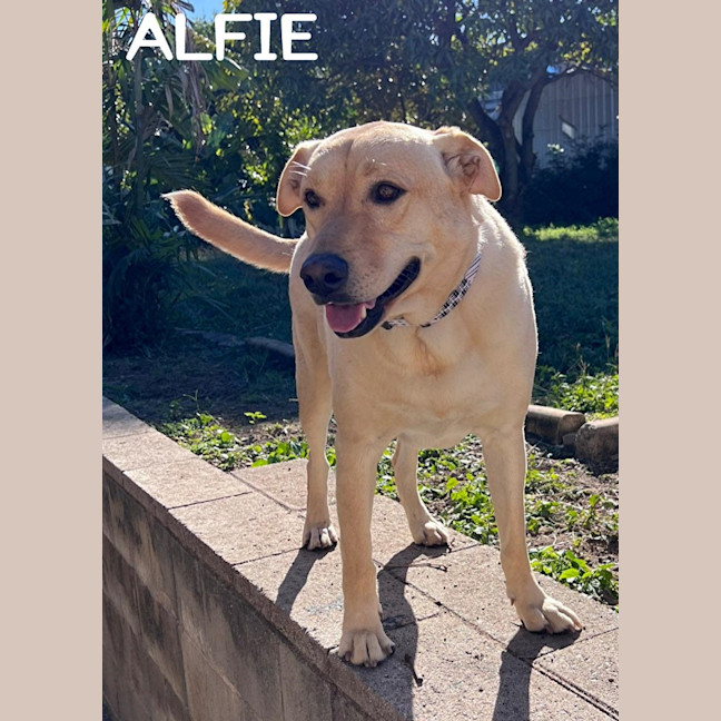 Photo of Alfie