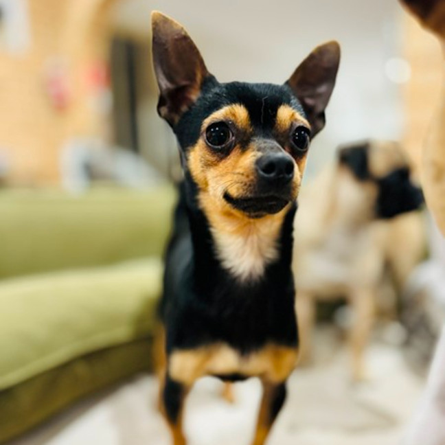 Photo of Danger Mouse 