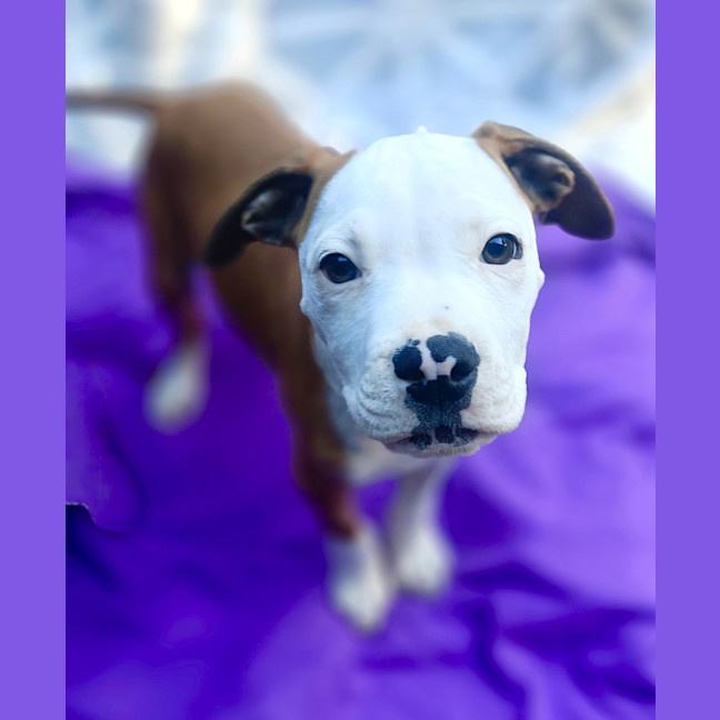 Photo of Goose